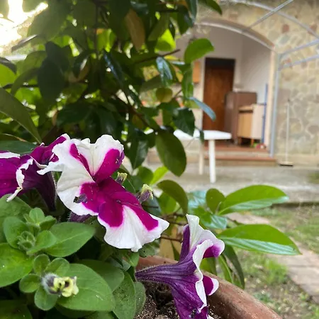 Il Vecchio Gelso * Palinuro
