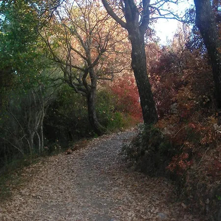 Il Vecchio Gelso