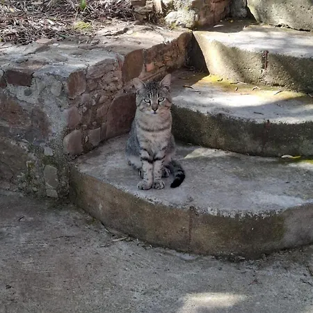 Il Vecchio Gelso アパート パリヌロ